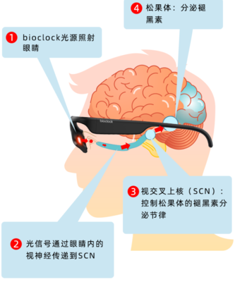 BioClock 二代智能睡眠仪 用科技重定义你的夜晚